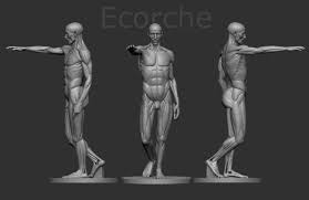 Ecorche Houdon 3d Print Model 3d Anatomy 3d Printable Models Anatomy