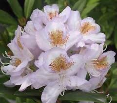 Rhododendron Mrs Tom H Lowinsky Has Funnel Shaped Flowers 3 Across Overlapping Lobes Pale Lavender That Ages To W In 2020 Rhododendron Plant Rhododendron Plants