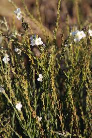 Image result for Gomphostigma