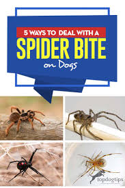 Only mature female's carry venom, juveniles of both genders and male pose no risk to people. 5 Ways To Deal With A Spider Bite On A Dog Top Dog Tips