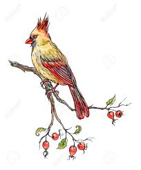 I draw two rounded shapes for the bird's head and body. Bird Cardinal On A Branch Of A Dog Rose With Fruits Hand Drawing Stock Photo Picture And Royalty Free Image Image 141754010