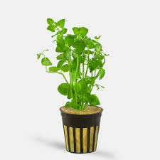 Image result for Micromeria