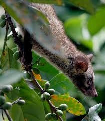 Fetching from $180 to $600 per pound, it claims the title of the world's most expensive coffee. Indonesian Muslims Get Ok To Drink Civet Coffee