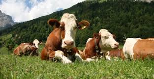 187/2012 pentru punerea in aplicare a legii nr. Vesti Bune Pentru Crescatorii De Animale Ajutorul De Stat A Fost Majorat Stiriagricole Ro