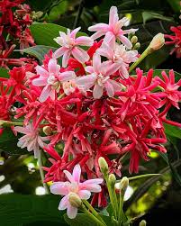 Image result for Combretum indicum