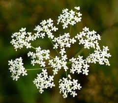 Image result for Pimpinella alismatifolia