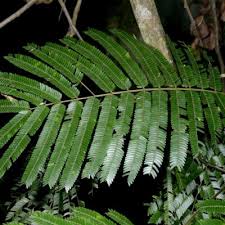 Image result for Newtonia buchananii