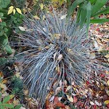 Maybe you would like to learn more about one of these? Midwest Gardening Best Perennial Ornamental Grass