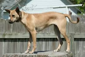 Most of the indigenous dog breeds in india are quickly heading towards extinction, due to a recent surge in demand for western dog breeds. Is The Indian Pariah Dog A Registered Dog Breed Or Not Quora