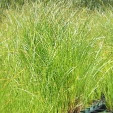Image result for Cyperus tenuiculmis