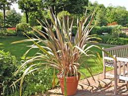 They add variety to many types of gardens, including water, japanese, rock, wildlife, craft, xeriscape, container and others. 10 Great Ornamental Grasses To Grow In Containers
