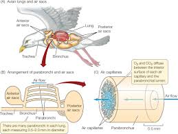 Docsity-Respiratory-System-Of-Animal.Pptx
