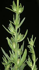 Image result for Misopates