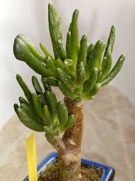 Crassula Obtusa Monstrosa Kakteen Und Sukkulente Im Pflanzenterrarium Pflanzen Sukkulenten Kaktus