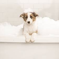 Petsmart 9835 Chapman Ave Garden Grove Ca Pet Shops Mapquest