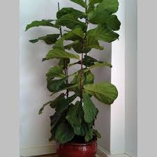 Basically, fiddle leaf figs should only be watered when the top inch or two of their soil is dry — you may not be able to tell this from looking at it, but a quick way to tell is to stick your finger in and see if it you want your fiddle leaf fig to thrive, so that means putting it in just the right spot in your home. Fiddle Leaf Fig