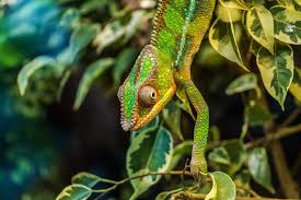 1,000+ Free Karma Chameleon & Chameleon Images - Pixabay