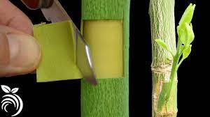 Your garden supply and advice hq. Grafting Citrus Trees With The Patch Bud Making A Fruit Cocktail Tree Youtube