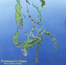 Image result for Potamogeton crispus