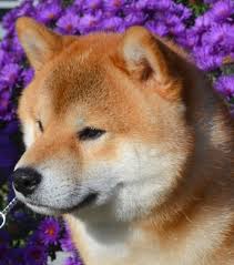 While we at my first shiba inu advocate for saving rescues whenever possible, we also understand that there are certain families who specifically search for shiba inu puppies. Prices Contracts Royal Kennels
