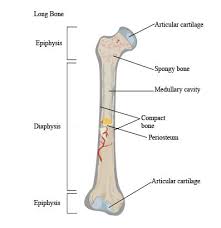 The forearm contains two major bones. Answered Sketch A Typical Long Bone And Label Bartleby