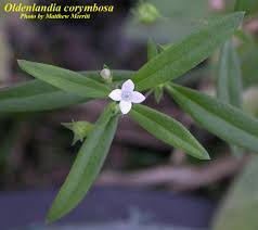 Image result for Oldenlandia angolensis