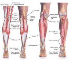 They are innervated by the tibial nerve, a terminal branch of the sciatic nerve. Leg Machine Names Google Search Anatomia Anatomia Medica Osteopatia