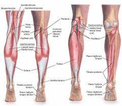 On the anterior side, the most prominent of the muscles are the sartorius muscle and the four muscles that make up quadriceps muscle group (the quads.) Leg Machine Names Google Search Nerve Kesehatan
