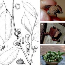 Image result for Ophrypetalum odoratum