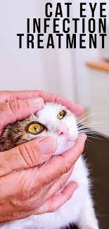 Cat Eye Infection Home Remedies Signs Symptoms And What To Do Cat Eye Infection Eye Infections Eye Infection Treatment