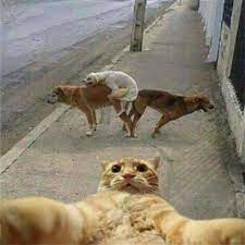Sicher, dass sie dieses lustige video zu genie?en. Lustige Tiere Zum Totlachen Photos Facebook