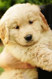 Maybe you would like to learn more about one of these? Golden Retriever Puppy Fluffy Cute Dogs Novocom Top