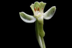 Image result for Habenaria walleri