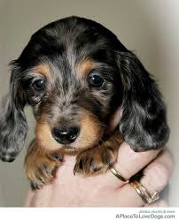 Find dachshunds for sale on oodle classifieds. Animal Dachshund Baby Dachshund Dachshund Breed Dachshund Puppies