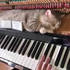 Oh Ja Mann Ja Ich Liebe Das Klavier Lustige Tiervideos Klavier Lustig