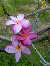 Delightful Plumeria Plumeria Flowers Petals