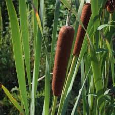 Maybe you would like to learn more about one of these? How To Kill Cattails In Ponds Naturally Top Methods Pond Informer