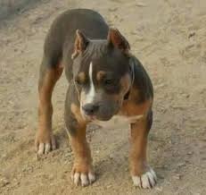 Tricolor Pitbull By Annette Bully Breeds Dogs Pitbull Puppies Rottweiler Mix