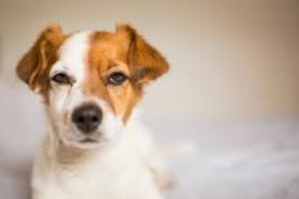 Kedi ve köpek kavgalarının neden olduğunu, eğer kedi ve köpek. Kiskanc Kopekler Kopekler Neden Kiskanir My Animals