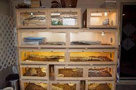 Snake Cage Stack Racers Snake Terrarium Snake Cages Reptile Terrarium