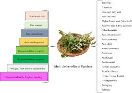 The common variety of plant that can be seen all over the world is common purslane. Multipurpose Benefits Of An Underexplored Species Purslane Portulaca Oleracea L A Critical Review Springerlink