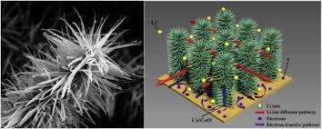 Over 153 jumping cactus pictures to choose from, with no signup needed. Novel Hierarchically Branched Coc2o4 Coo Co Composite Arrays With Superior Lithium Storage Performance Sciencedirect