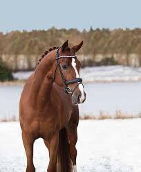 American Hanoverian Society Awards Program, Inspection & Performance by  eqmediallc