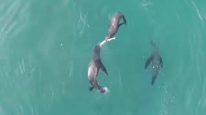 This is sea lion vs shark by tuna on vimeo, the home for high quality videos and the people who love them. Sea Lion Vs Shark Does Not Always End How You D Expect Predator Vs Prey Earth Touch News