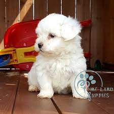 Maybe you would like to learn more about one of these? Maltipoo Puppies For Sale Maltipoo Puppy Breeders Maltipoo Alabama