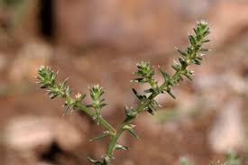 Image result for Salsola rabieana