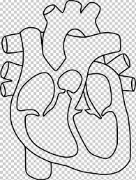 After comparing the netter book netter's anatomy coloring book: Heart Anatomy Coloring Book Drawing Png Clipart Area Arm Art Black Circle Free Png Download