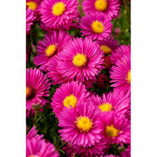 Image result for Asters `Jenny