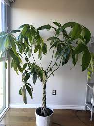 Maybe you would like to learn more about one of these? My Money Tree Has Gotten Out Of Control Do I Re Braid It Plantclinic