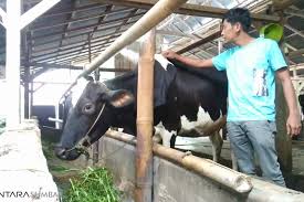 Untuk mengetahui dengan lebih mendalam bagaimana peribahasa lembu punya susu sapi dapat nama dikaitkan dengan penceritaan tersebut, boleh dirujuk di artikel ini. Memerah Susu Sapi Sembari Berwisata Di Padang Panjang Antara Sumbar
